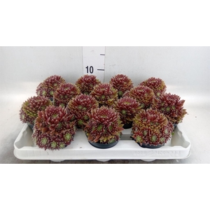 Sempervivum   ...