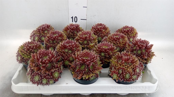 <h4>Sempervivum   ...</h4>
