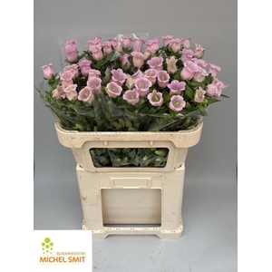 CAMPANULA MEDIUM 'PEARL PINK' CAMP