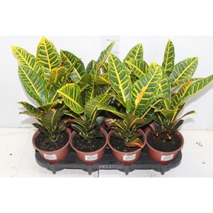 CROTON HIBRIDO PETRA P15