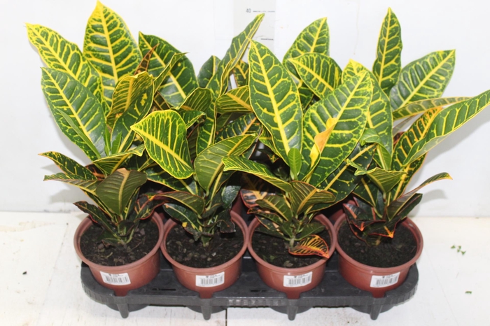 <h4>CROTON HIBRIDO PETRA P15</h4>