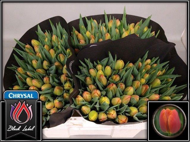 <h4>TU DU ICOON</h4>