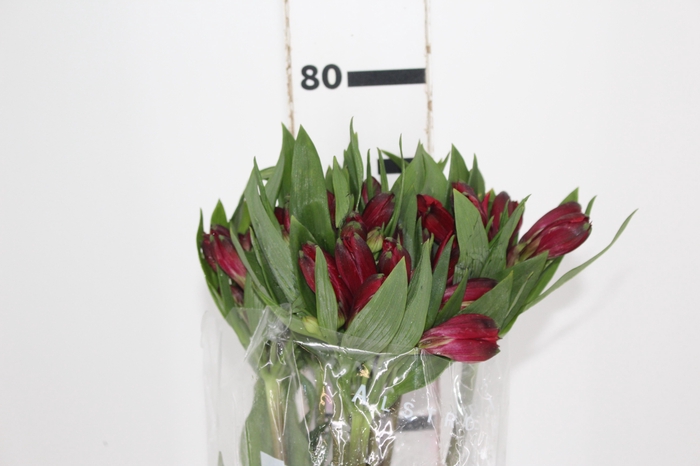 <h4>ALSTROEMERIA GALERAS 080 CM</h4>