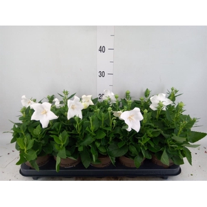 Platycodon grand. 'Astra White'