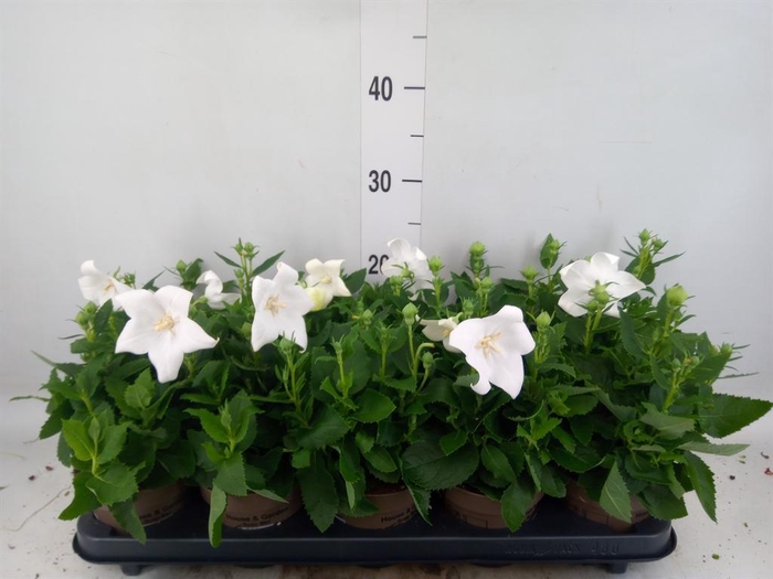 <h4>Platycodon grand. 'Astra White'</h4>