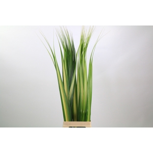 Pandanus White