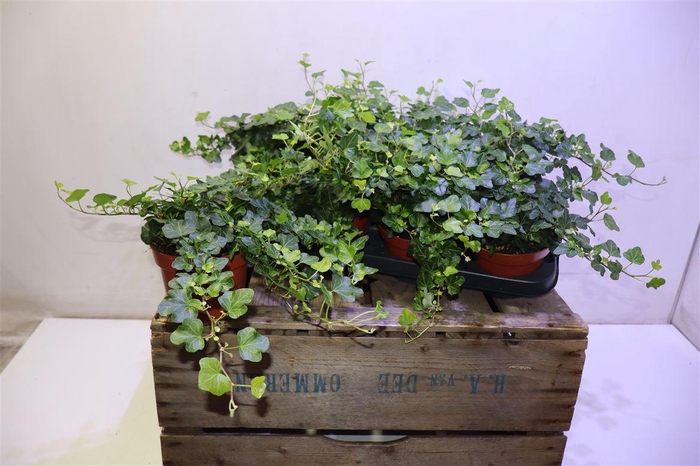 <h4>arr8 Hed He Wonder</h4>