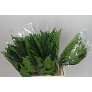 Philodendron Fun Bun