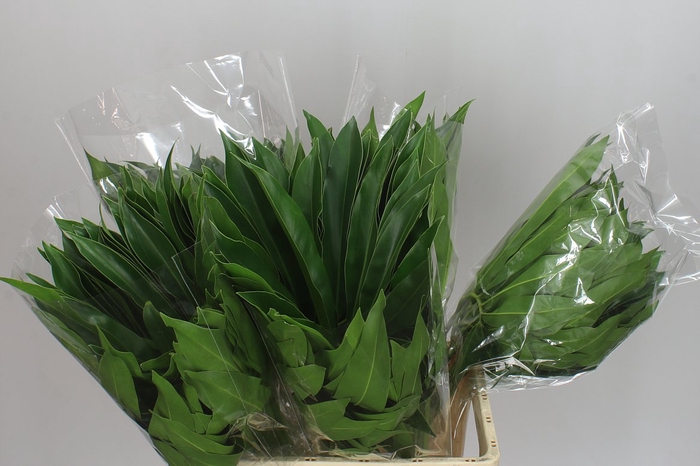 <h4>Philodendron Fun Bun</h4>