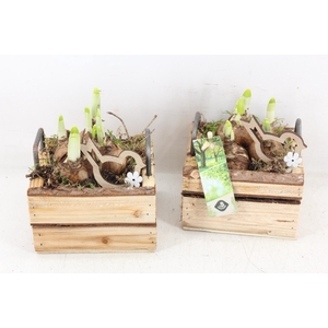 arr4 Narcis JS - Hout 4kant oor kl. x8