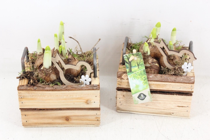 <h4>arr4 Narcis JS - Hout 4kant oor kl. x8</h4>