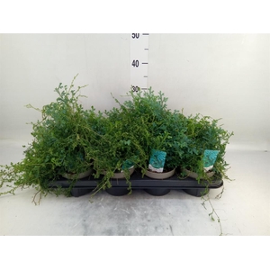 Selaginella   ...