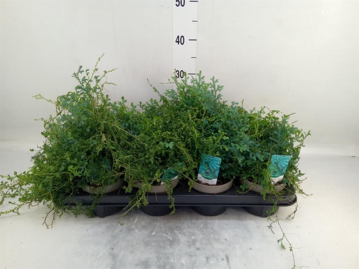 <h4>Selaginella   ...</h4>