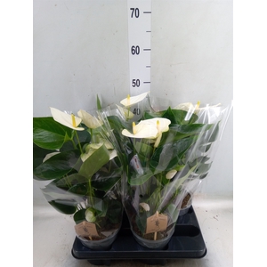 Anthurium andr. 'Cocos'