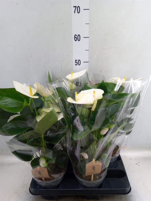 <h4>Anthurium andr. 'Cocos'</h4>