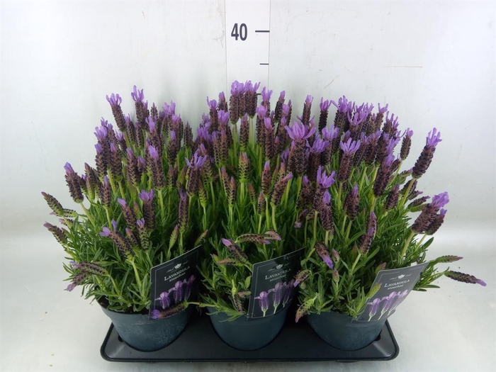 <h4>Lavandula stoec.</h4>