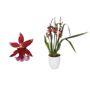 Cambria, Barrocco Red 2-tak Compact in Hugo Wit