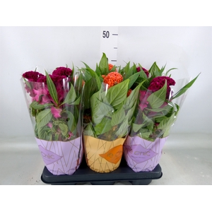 Celosia arg. CR 'Twisted'   ...mix