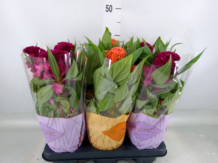 <h4>Celosia arg. CR 'Twisted'   ...mix</h4>