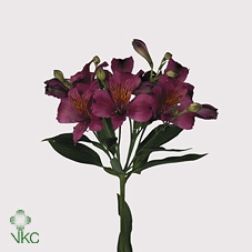 <h4>Alstr Napoli</h4>