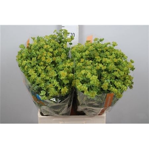 Bupleurum Griffithii