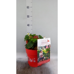 Fragaria   ...