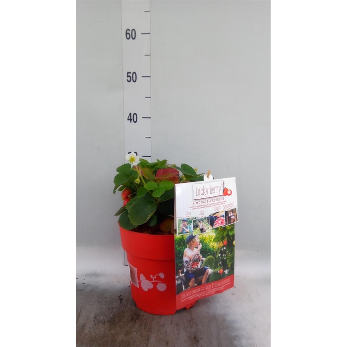 <h4>Fragaria   ...</h4>