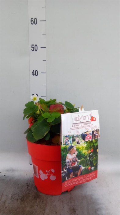 Fragaria   ...