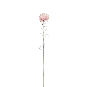 Dianthus 66cm