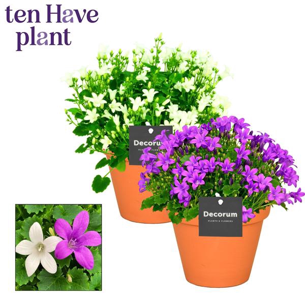 <h4>Campanula Porto mix2 Patio Pot Decorum</h4>