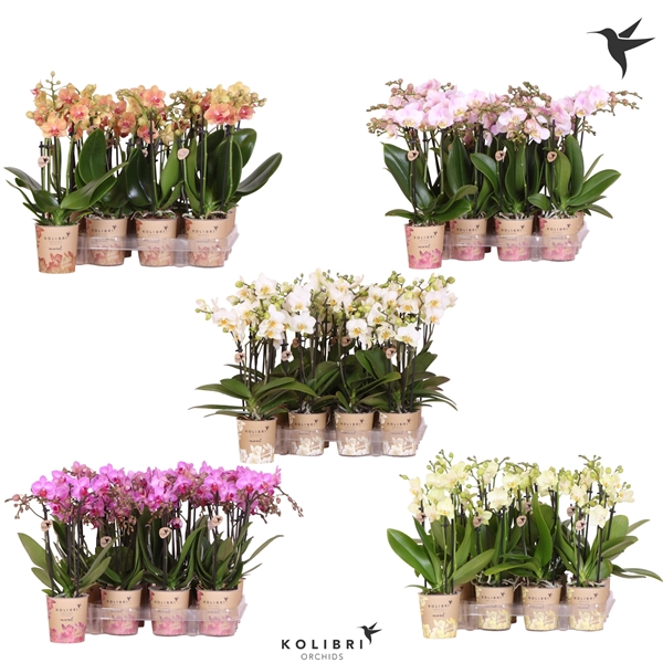 <h4>Kolibri Orchids Phalaenopsis Diverse 3 spike</h4>