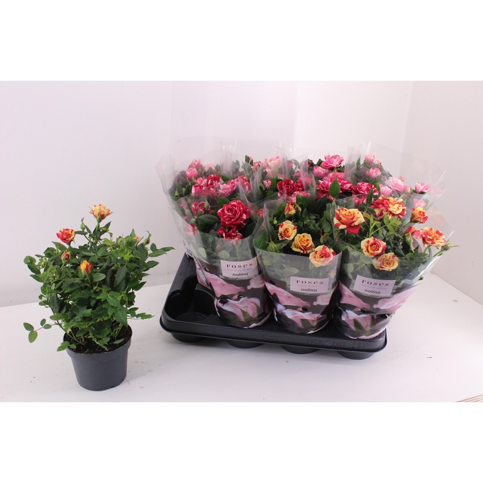 <h4>RO VICTORY GEM</h4>