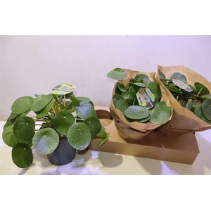 arr8 Pilea Peperomioides