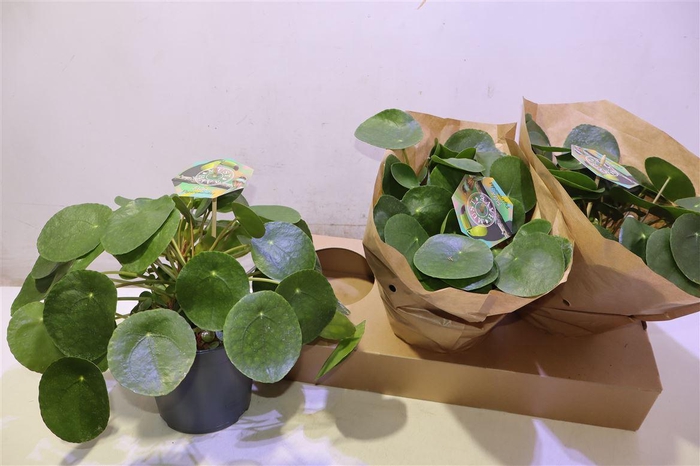 <h4>arr8 Pilea Peperomioides</h4>