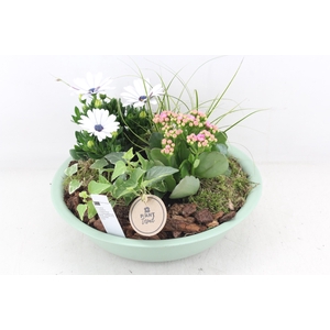 arr4 Outdoor PL - Zink schaal groen Los