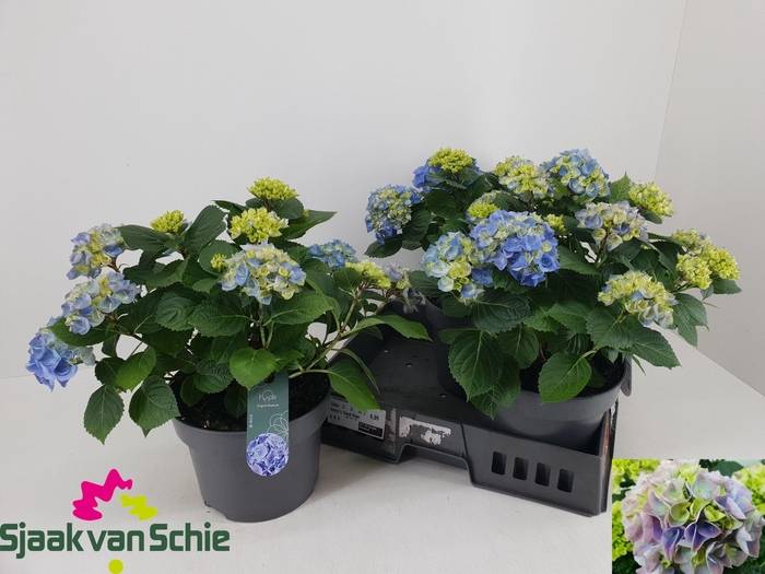 <h4>HYDR M HI RIVER</h4>