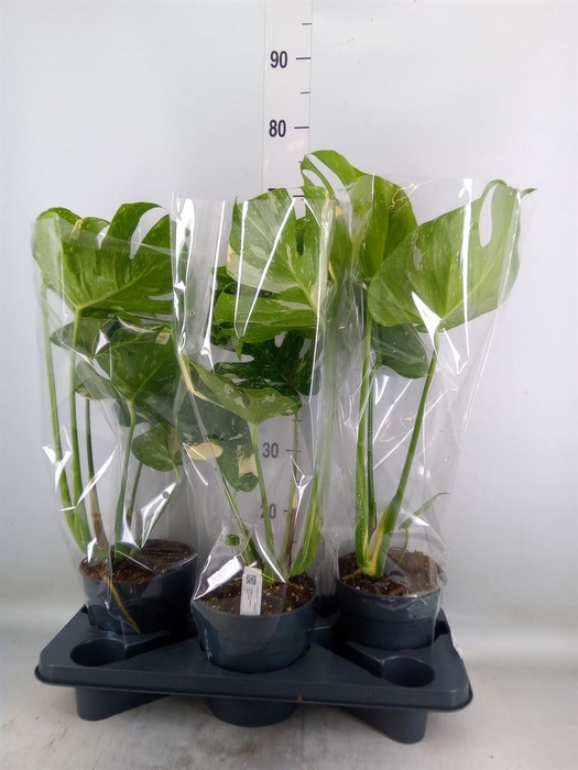 <h4>Monstera delic. 'Thai Constellatio'</h4>