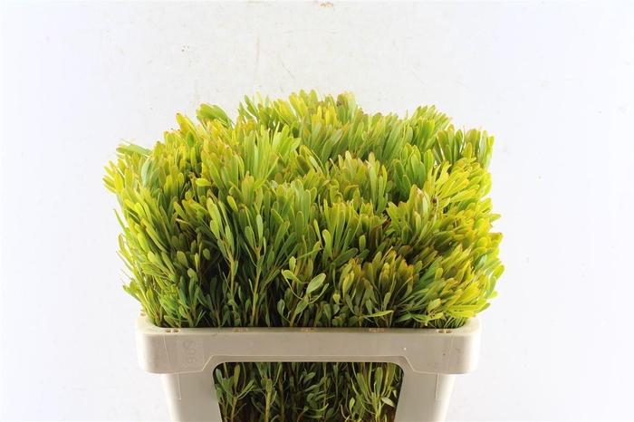 <h4>Leucad Platyspermum</h4>