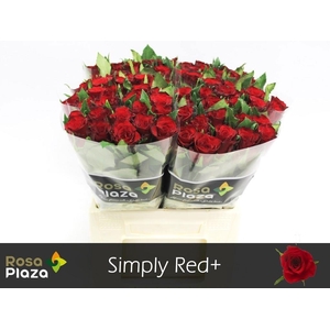 R GR SIMPLY RED+