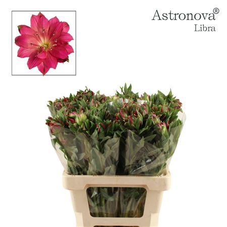 <h4>ALSTROEMERIA ASTRONOVA LIBRA</h4>