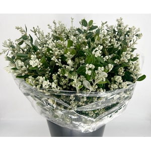 Pittosporum Ralphy Grain