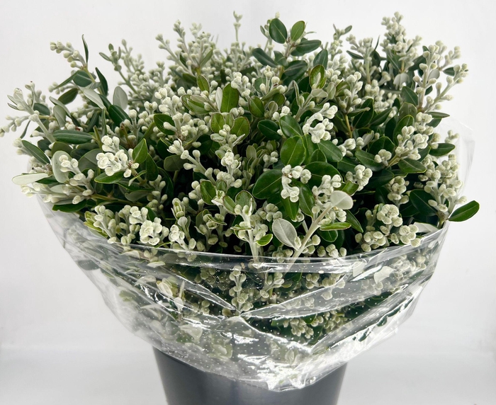 <h4>Pittosporum Ralphy Grain</h4>