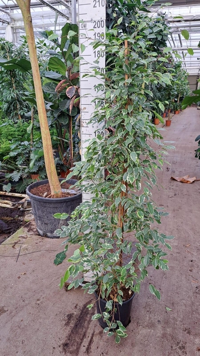 <h4>Ficus Benjamina Golden King piramide 190</h4>