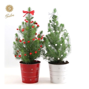 Pinus pinea 'Silver Crest' P17 in Zinc X-mas Duo + Deco Sensation + Bow