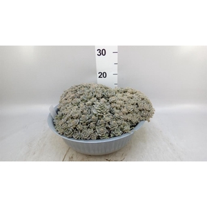 Orostachys furusei