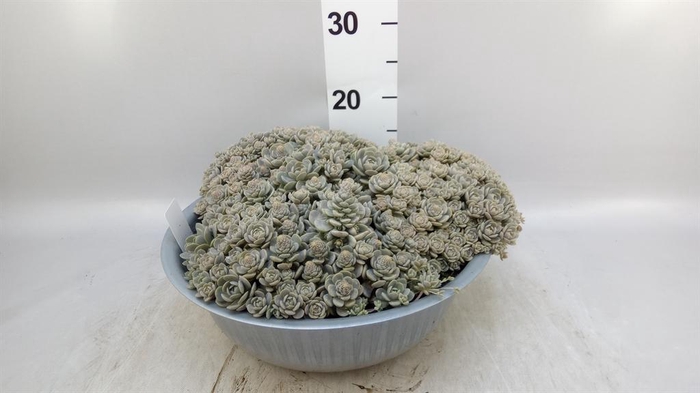 <h4>Orostachys furusei</h4>