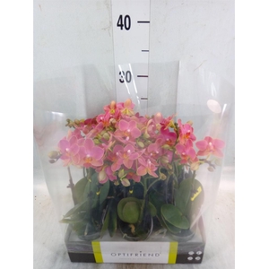 Phalaenopsis multi.   ...orange