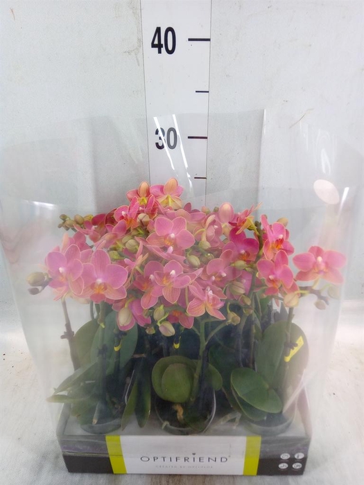 <h4>Phalaenopsis multi. ...orange</h4>