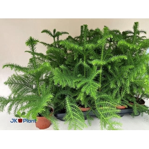 ARAUCARIA HETEROPHYL P10