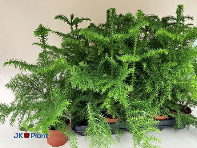 <h4>ARAUCARIA HETEROPHYL P10</h4>